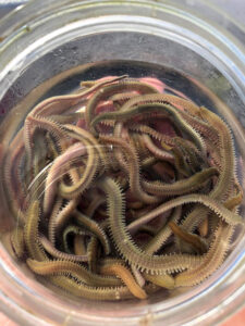 『やろうよ釣り!』〜はじめてのシロギス釣り(船釣り編)〜