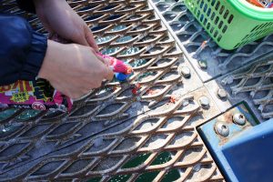 コマセをカゴにつめる