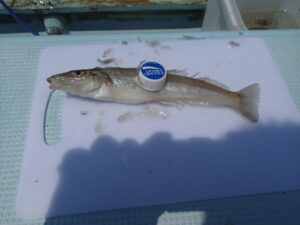 『やろうよ釣り!』〜はじめてのシロギス釣り(船釣り編)〜