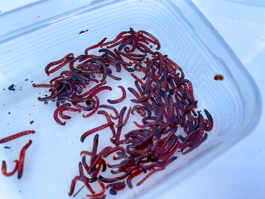 『やろうよ釣り!』〜はじめての手長エビ釣り〜