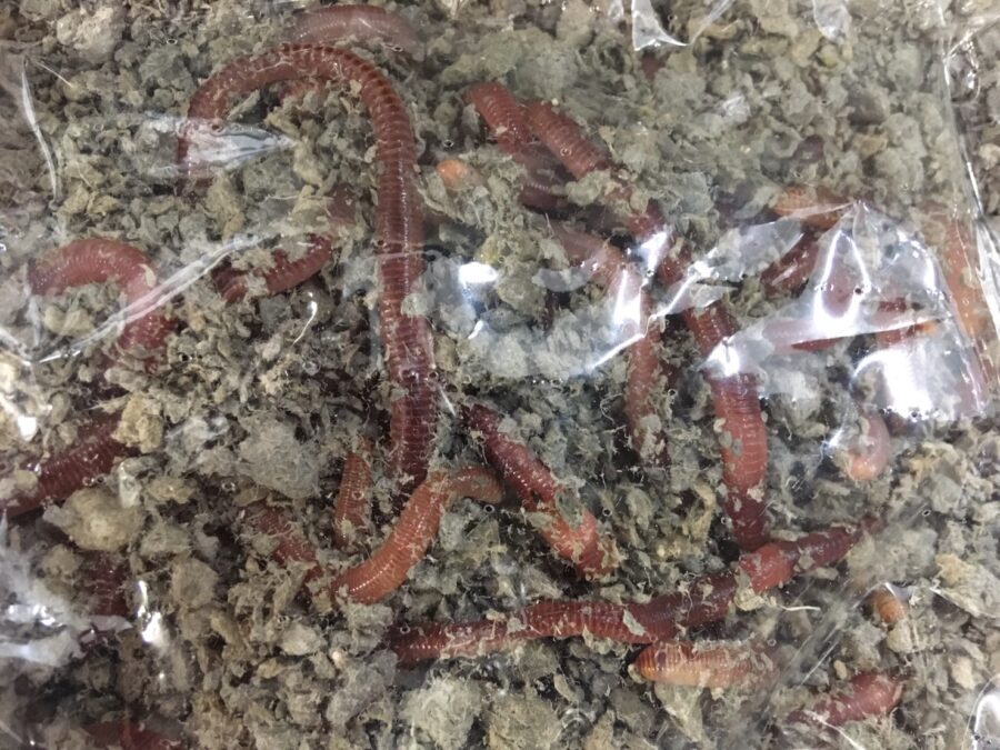 『やろうよ釣り!』〜はじめての手長エビ釣り〜