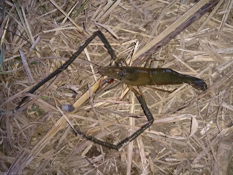『やろうよ釣り!』〜はじめての手長エビ釣り〜