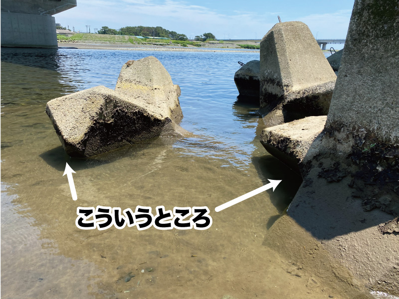 『やろうよ釣り!』〜はじめての手長エビ釣り〜