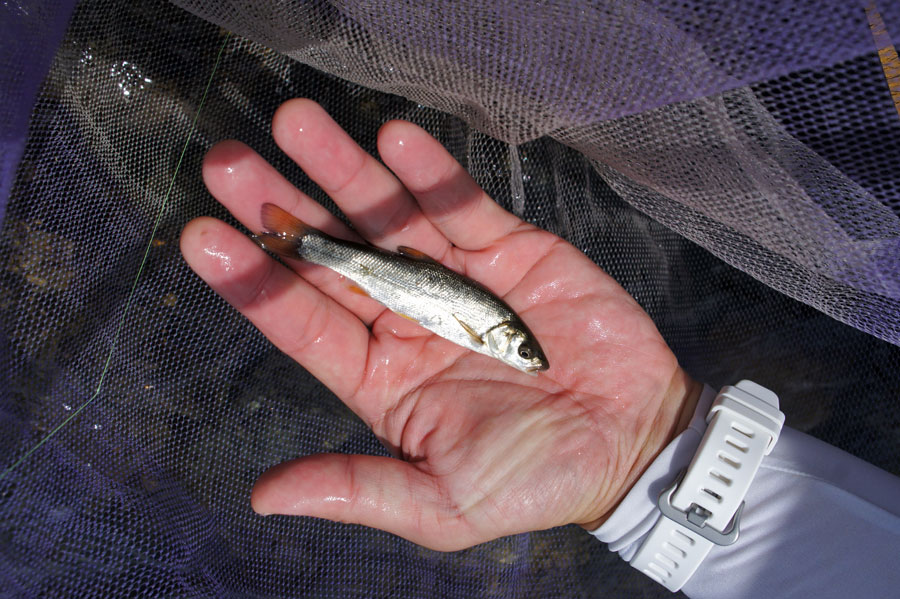 『やろうよ釣り!』〜相模川でお手軽フィッシング〜