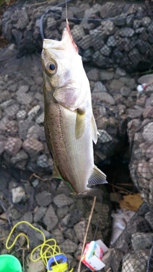 『やろうよ釣り!』〜手軽なハゼ釣り〜