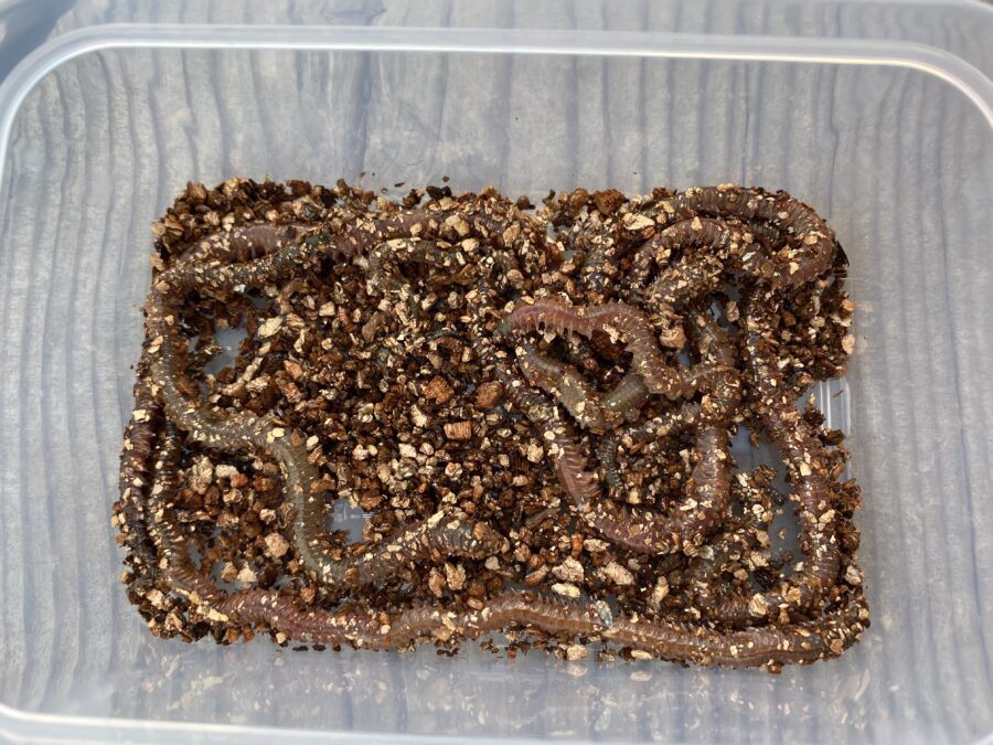 『やろうよ釣り!』〜手軽なハゼ釣り〜