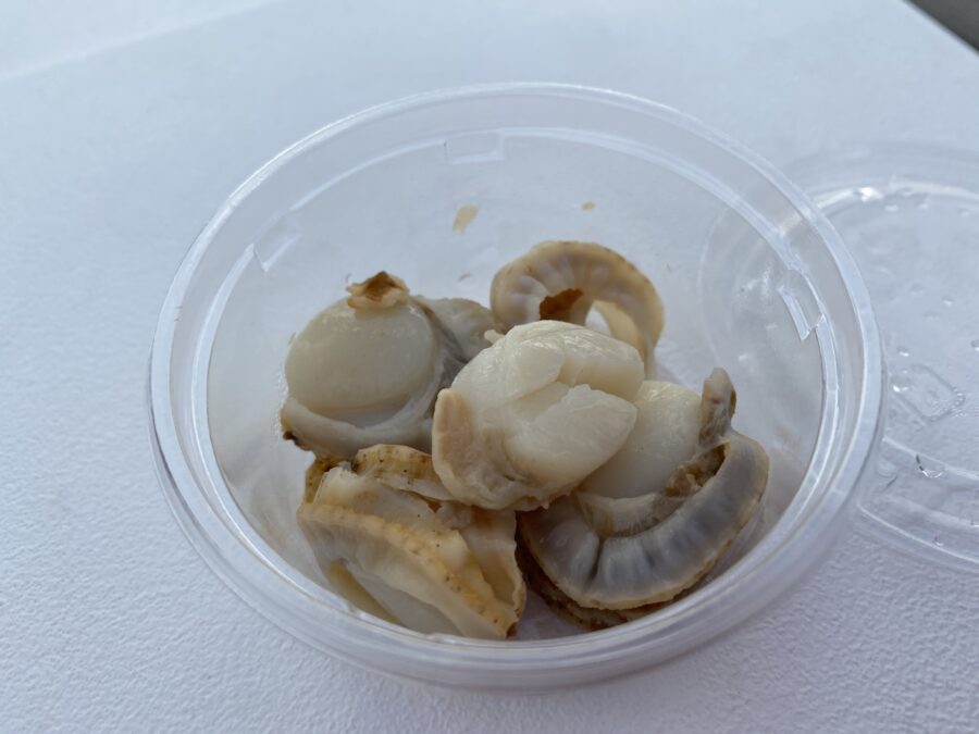 『やろうよ釣り!』〜手軽なハゼ釣り〜