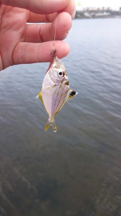 『やろうよ釣り!』〜手軽なハゼ釣り〜
