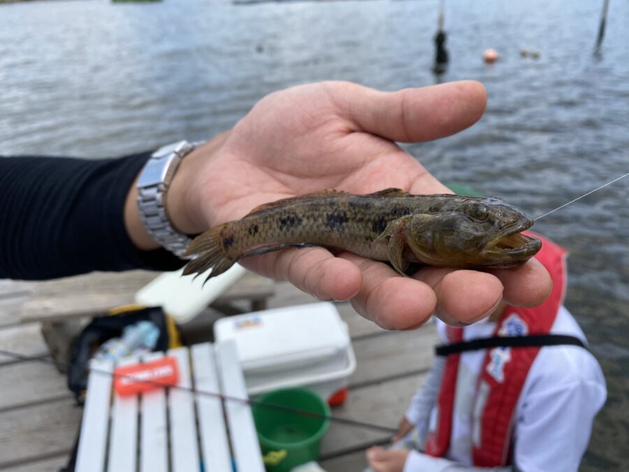 『やろうよ釣り!』〜手軽なハゼ釣り〜