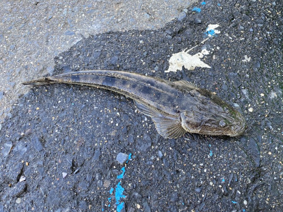 『やろうよ釣り!』〜手軽なハゼ釣り〜