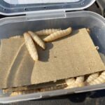 『やろうよ釣り!』 ～はじめてのエリアトラウト(エサ・テンカラ釣り編)～