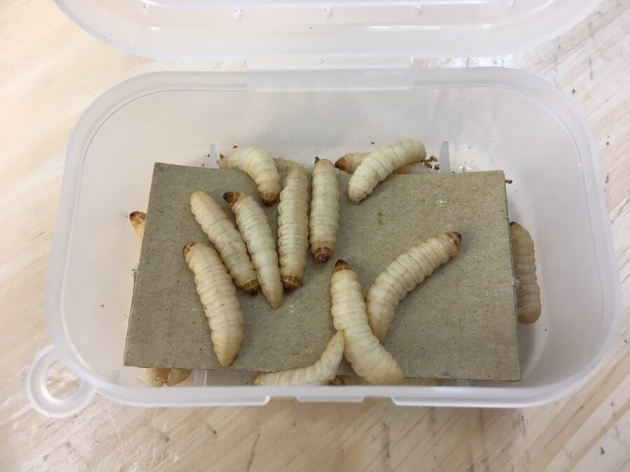 『やろうよ釣り!』 ～はじめての渓流釣り～