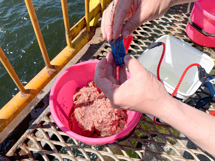 『やろうよ釣り!』 〜はじめての海釣り公園(サビキ・ちょい投げ釣り)〜