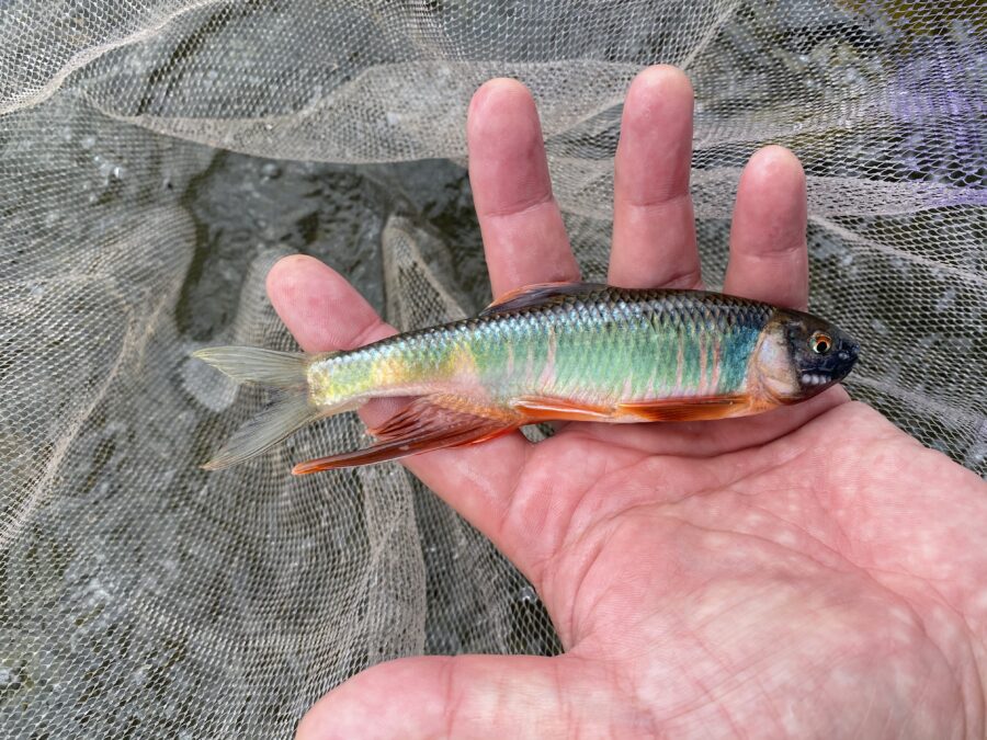 やろうよ釣り!』 〜はじめての鮎流し毛バリ釣り〜 | フィッシング相模屋