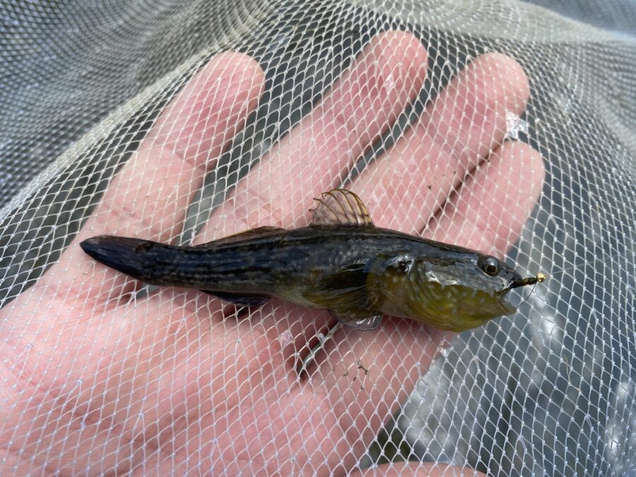 やろうよ釣り!』 〜はじめての鮎流し毛バリ釣り