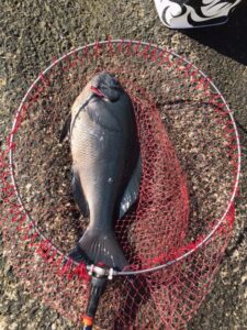 スタッフ小澤釣行記～西伊豆仁科/口太メジナ41cm・43cm〜