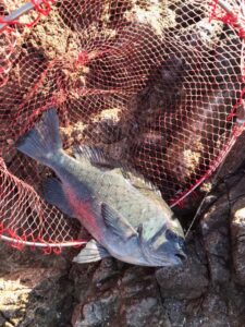 スタッフ小澤釣行記～西伊豆仁科/口太メジナ41cm・43cm〜