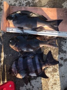 スタッフ小澤釣行記～西伊豆仁科/口太メジナ41cm・43cm〜