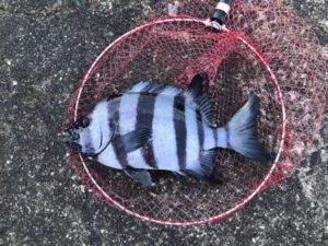 スタッフ小澤釣行記～西伊豆仁科/口太メジナ41cm・43cm〜