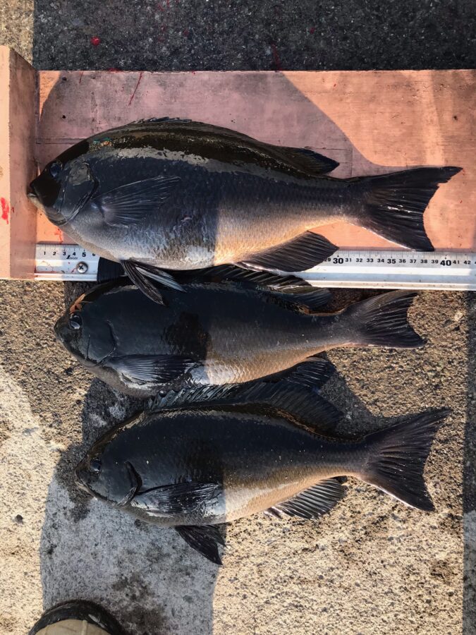 スタッフ小澤釣行記~西伊豆仁科2日間/メジナ35〜42cm5枚他〜
