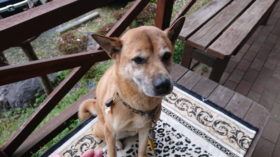 スタッフ吉田君釣行記～津久井湖/吉田・バス0匹～