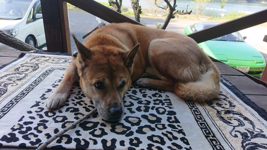 スタッフ吉田君釣行記～津久井湖/ブラックバス35～40cm3匹～