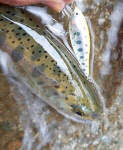 山岸様～道志川/ヤマメ18-25cm22匹～