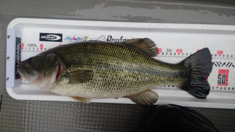 松尾様～津久井湖/ブラックバス32-48cm3匹～