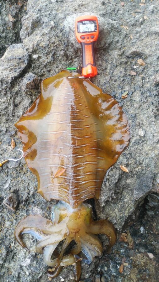 中山様～西伊豆・田子/アオリイカ3.01kg、2.33kg、1.97kg、1.7kg4杯～