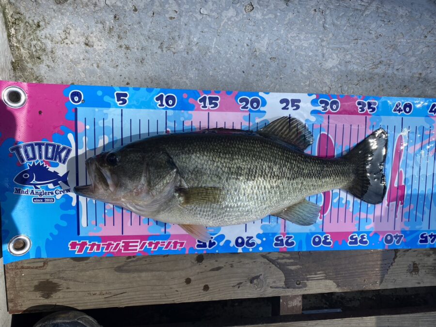 O様～津久井湖/ブラックバス43cm(1610g)と38cm(1010g)～