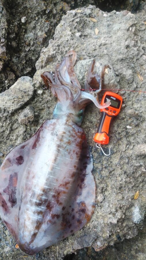 中山様～西伊豆・田子/アオリイカ3.01kg、2.33kg、1.97kg、1.7kg4杯～