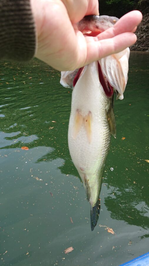 スタッフ吉田君釣行記～津久井湖/ブラックバス35～40cm3匹～