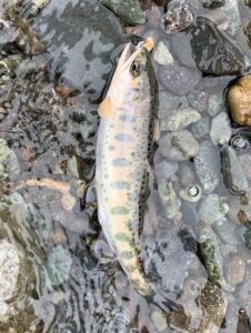 スタッフ平賀釣行記～道志川　此の間沢/ヤマメ4匹/最大23cm位～