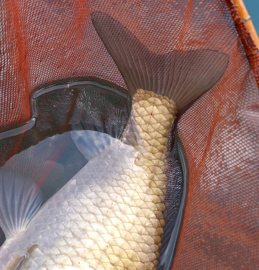 山岸様～西湖/ヘラブナ28～39cm/26匹(尺以下は1匹)～