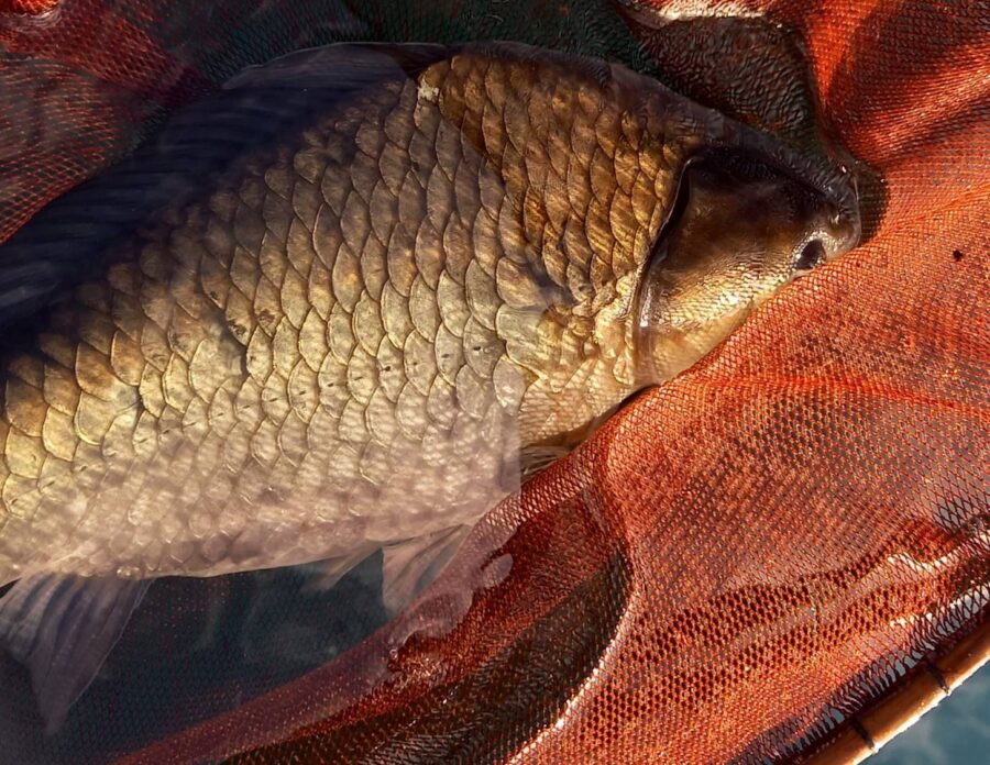 山岸様～西湖/ヘラブナ28～39cm/26匹(尺以下は1匹)～