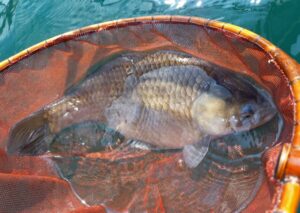 山岸様～西湖/ヘラブナ28～39cm/26匹(尺以下は1匹)～