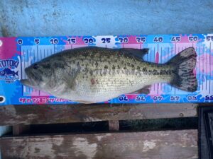 O様～津久井湖/ブラックバス22-51cm5匹～
