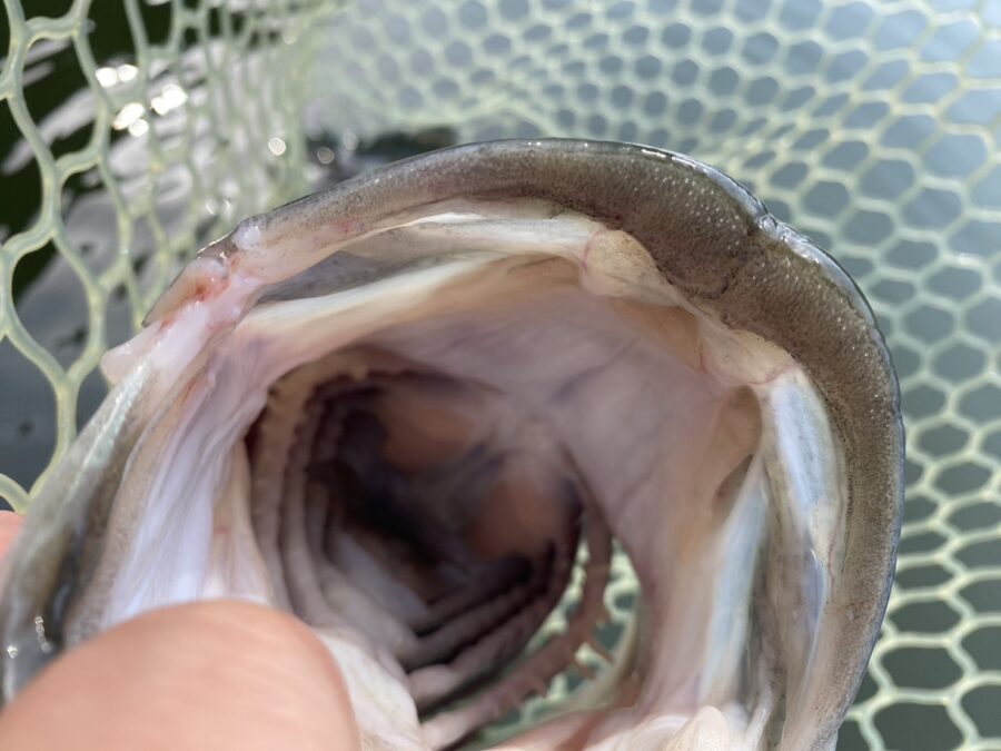 O様~津久井湖/ブラックバス22-51cm5匹~