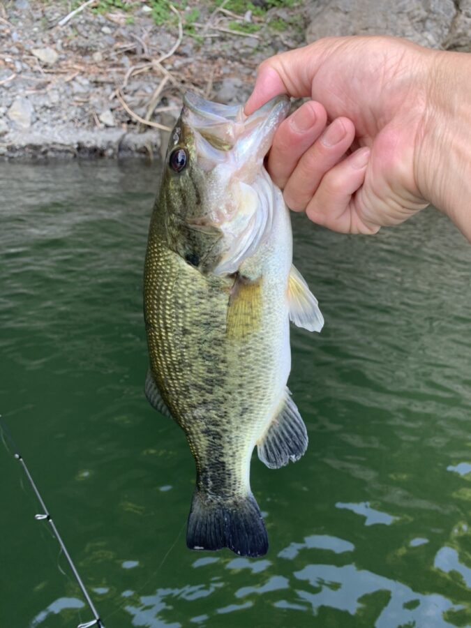 スタッフ君吉田釣行記~津久井湖/ブラックバス25-38cm~