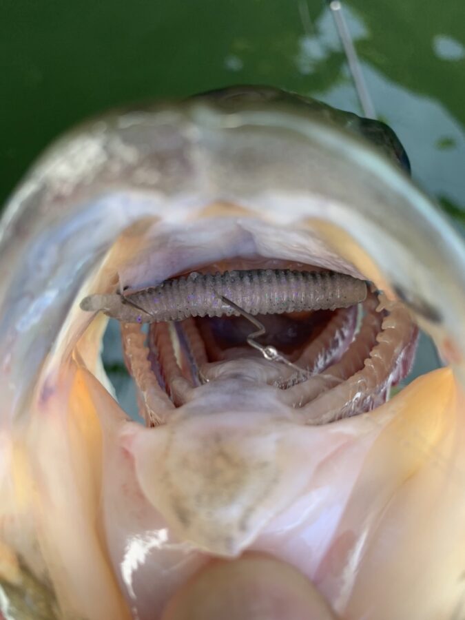 スタッフ君吉田釣行記~津久井湖/ブラックバス25-38cm~