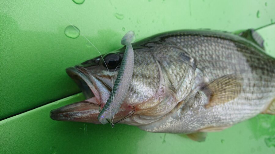 スタッフ君吉田釣行記~津久井湖/ブラックバス25-38cm~