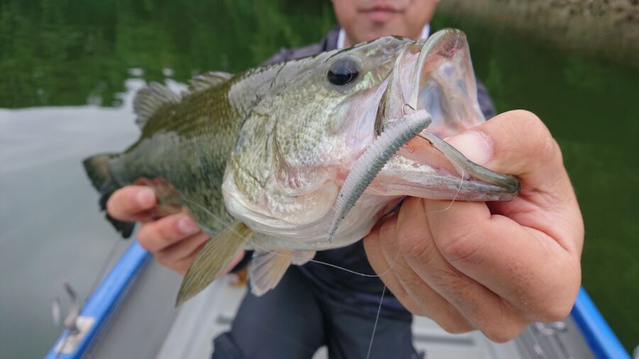 スタッフ君吉田釣行記~津久井湖/ブラックバス25-38cm~