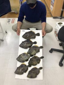 堀江様～久里浜沖/カワハギ34.5cm～