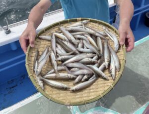 スタッフ小澤釣行記～湘南　茅ヶ崎/シロギス20cm前後57匹～