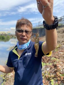 手長エビシーズン到来！