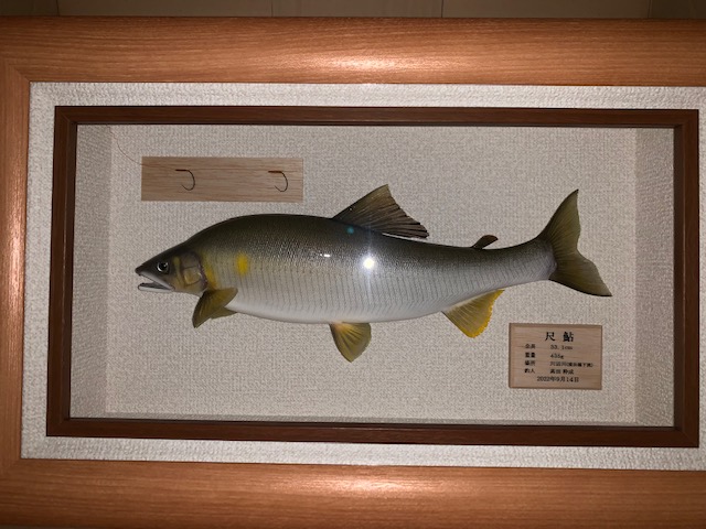 高田様～熊本県 川辺川 / アユ33.1cm 435g・31.8cm 383g（2022年9月）～