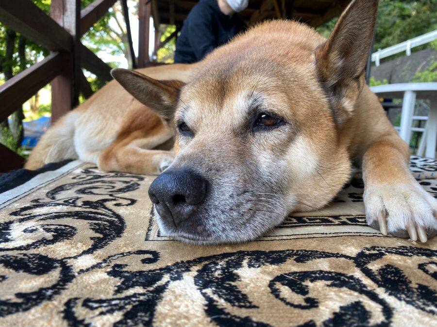 スタッフ千鮎釣行記~津久井湖/ブラックバス43.5cm(1,550g)1匹~