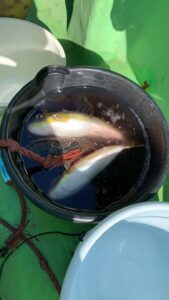 スタッフ平賀釣行記～腰越港/ショウサイフグ6匹～