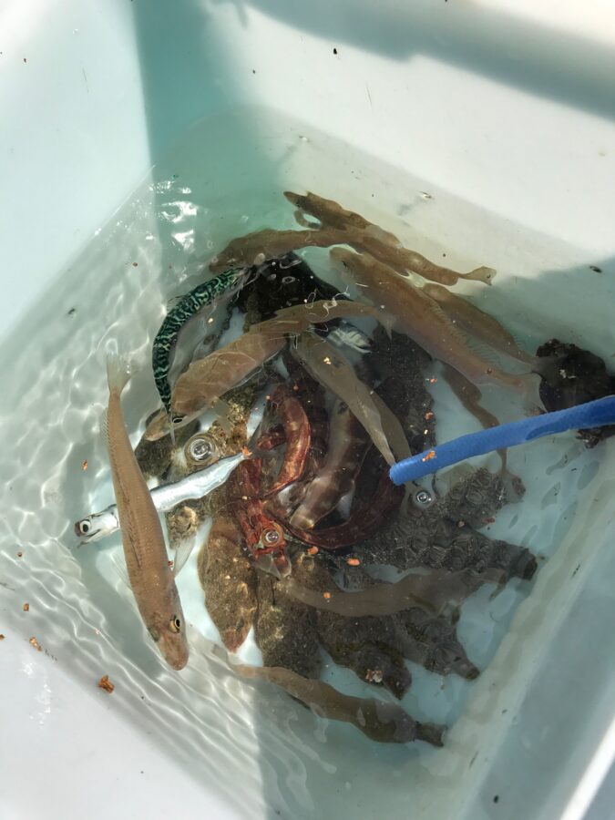 久しぶりに好釣果！！「湘南シロギス釣り」