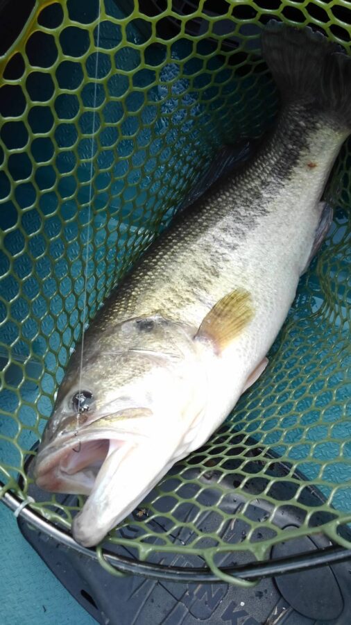 石井様～津久井湖/ブラックバス最大55cm6匹～